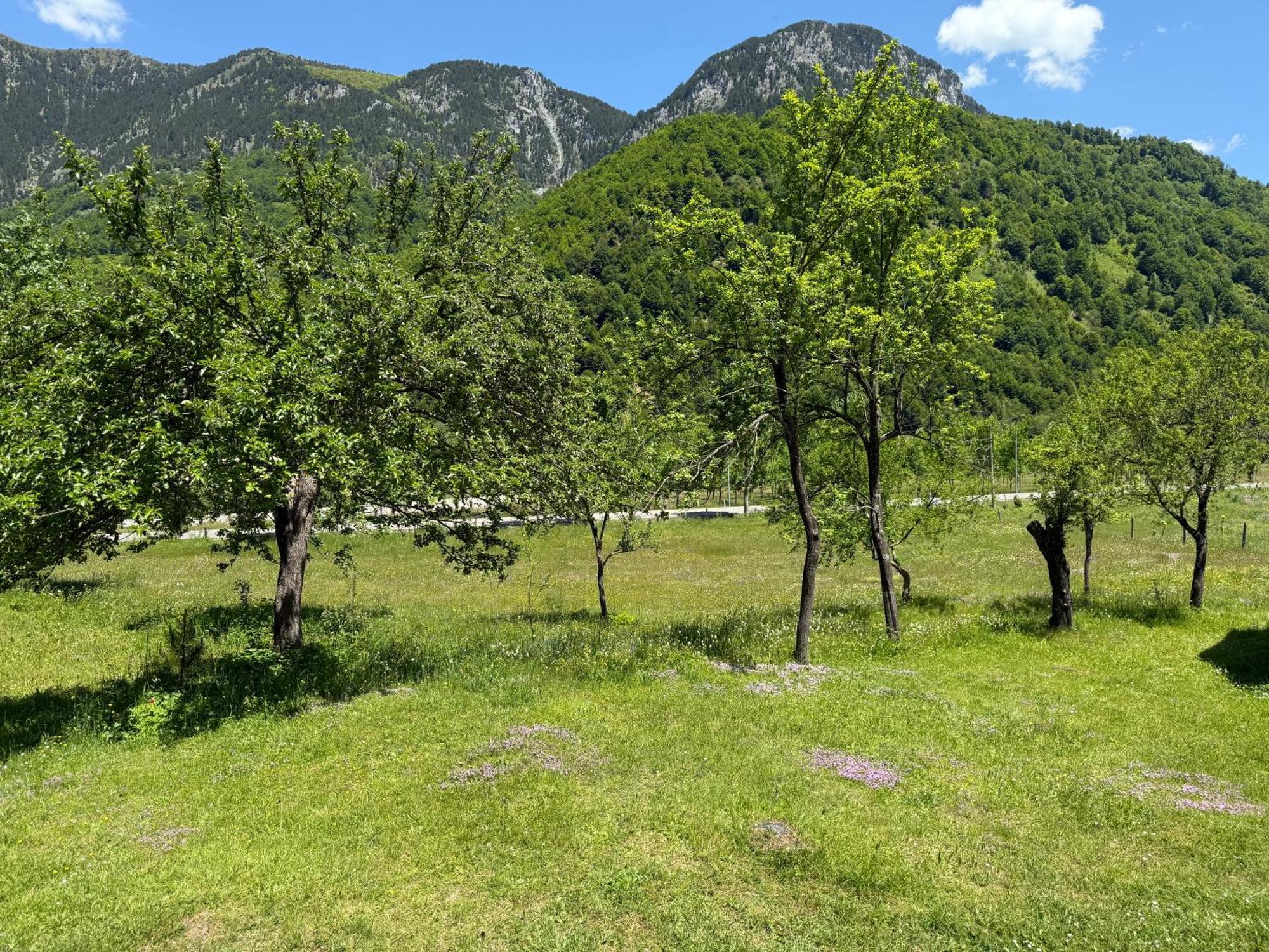 Bujtina Frati *