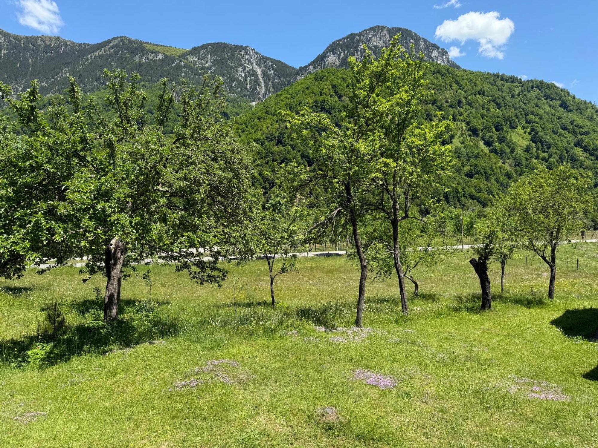 Bujtina Frati *
